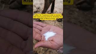 Blood in milk treatment of Cow  Mastitis treatment of Cattle  Vet Dr Faisal shortsyoutubeshorts [upl. by Hakan]