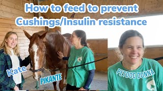 How to feed and cure your horse with EMS Equine Metabolic Syndrome Insulin resistance Cushings dz [upl. by Redneval]