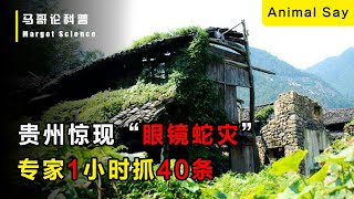 眼鏡蛇成災霸佔村莊，一小時就在床上抓40條嚇暈村民，真相曝光後惹眾怒！ [upl. by Airak250]