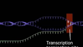 Transcription  RNA synthesis  RNA polymerase [upl. by Sluiter]