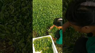 Harvest Baby Bok Choy satisfying agriculture farming [upl. by Filberte]