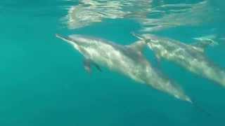 Swim with dolphins  JPH Charters Mauritius [upl. by Kuhn]