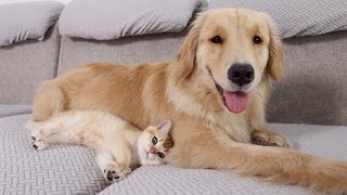 Kitten Goes From Being Afraid of Golden Retrievers to Snuggling to Sleep [upl. by Boudreaux]