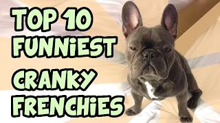 TOP 10 CRANKIEST FRENCH BULLDOGS [upl. by Donahue]