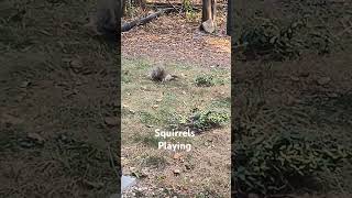 Squirrels Playing nature wildlife squirrelwatching squirrels [upl. by Lally]