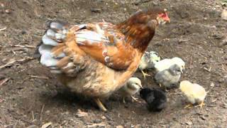 araucana hen with chicks [upl. by Adnalor176]