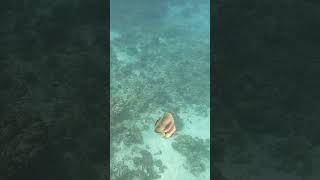 Diving into the Enchanting World of Teira Batfish in the Maldives  Underwater Paradise [upl. by Irek]