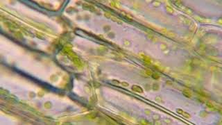 Cytoplasmic steaming in Elodea 400x [upl. by Wallis3]