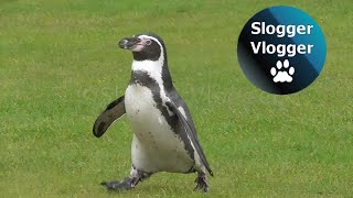 Hilarious Running Penguins [upl. by Martens209]