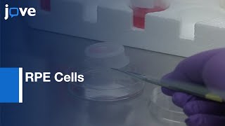 RPE Cells Derived from iPSCs using Embryoid Bodies  Protocol Preview [upl. by Trout]