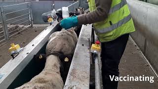 Ireland Smrt video Sheep conveyor [upl. by Monroe]