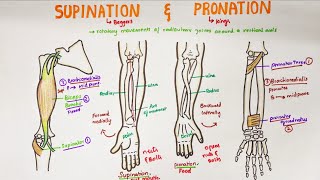 Supination and Pronation in forearm  Anatomy [upl. by Fleisher]