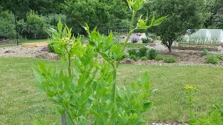 Lovage A must herb to Grow in Your Garden [upl. by Aicineohp]