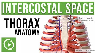 Intercostal Space Anatomy  Lecturio Medical [upl. by Bachman]