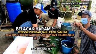 Pancing Belacak  Tembakul  Telur Ikan Viral Zaman Dulu Rasa memang enak  Dapat Terus masak Padu 🤭 [upl. by Arah]