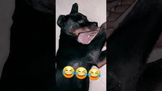 Rottweiler growling😂😂  Oreo growls [upl. by Euhsoj]