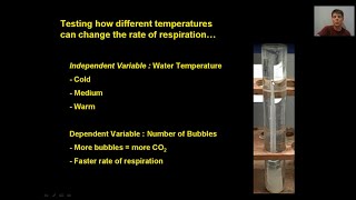 Yeast Respiration Experiment HSLS25 [upl. by Enerahs200]