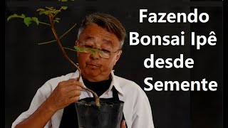 Fazendo Bonsai de Ipê com Semente [upl. by Nirmak]