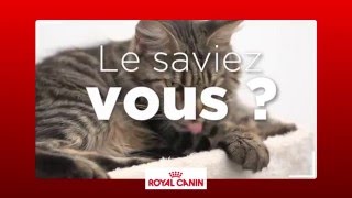 Comment assurer les soins du pelage de votre chat [upl. by Pence]