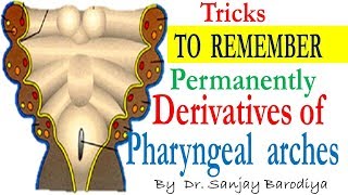 Pharyngeal Arches now made very easy to remember permanently with these Tricks [upl. by Kresic550]