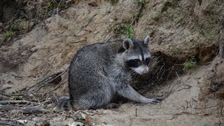 Dog Proof Raccoon Trapping  Ztraps [upl. by Yhtac]