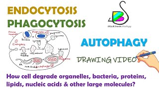 ENDOCYTOSIS PHAGOCYTOSIS  AUTOPHAGY Cell biology [upl. by Sokul]