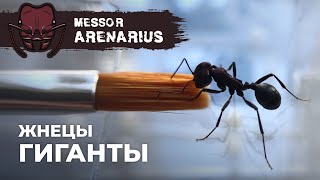 БОЛЬШИМ МУРАВЬЯМ БОЛЬШОЙ ФОРМИКАРИЙ  Giant harvester ant  Messor arenarius [upl. by Umeko390]