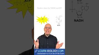 What is Glycolysis glycolysis cellularrespiration [upl. by Hennessy68]