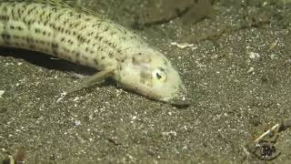 Amazing Feeding to the Bobbit Worm [upl. by Shirah205]