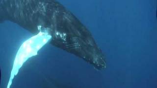 Beautiful whale song April 2009 Bermuda 1st part [upl. by Braun966]