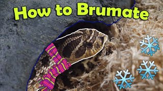 Snake Breeding Part 1 How to Brumate Colubrids [upl. by Yelyak]