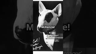 The Story of Spud McKenzie pt1 humor dog history comedy 80s facts beer 🐶 viralvideo [upl. by Potter206]