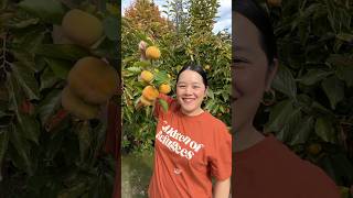 Harvesting Fuyu Persimmons 🧡 fall persimmon [upl. by Seligmann]