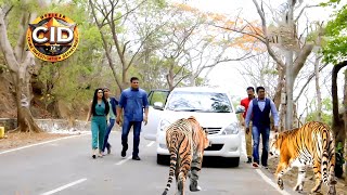 জঙ্গলে সিআইডি অফিসারের ওপর চড়াও হয় চিতা  সিআইডি CID  bengali crime series 2024 [upl. by Raimes]