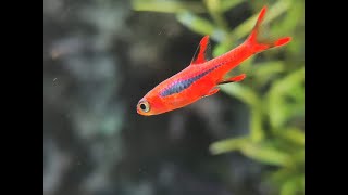 Chili Rasbora Boraras Brigittae [upl. by Nnylannej]