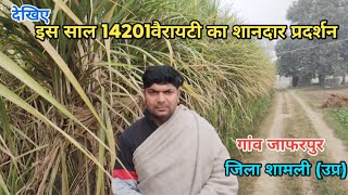 कोलक14201वैरायटी के खेतो ने इस साल पकड़ी है जबरदस्त चालऔसत भी90कुंबीघाऔर पेस्टिसाइड का खर्च भी कम [upl. by Lerraf]