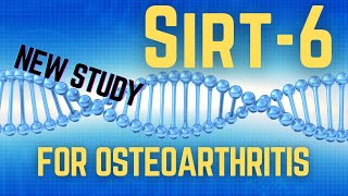 Sirt6 Breakthrough EXPOSED New Hope for Arthritis Sufferers [upl. by Zingale235]