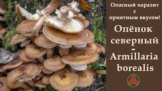 Опасный паразит с приятным вкусом ОПЁНОК СЕВЕРНЫЙ  Armillaria borealis [upl. by Haidadej468]