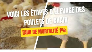 Tout ce quil faut savoir sur les etapes de lélevage des poulets de chair  astuces clés [upl. by Felix]