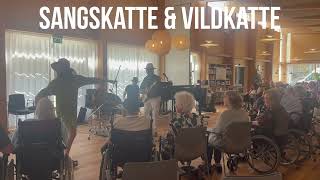 Sangskatte amp Vildkatte  Lille Pige i Flade Sko Live 2024 [upl. by Consolata]