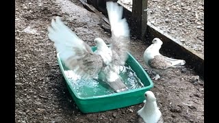 SloMo bird bath  Satinette Pigeon [upl. by Nairad]