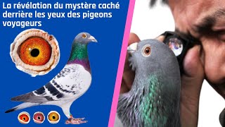 La révélation du mystère caché derrière les yeux des pigeons voyageurs [upl. by Arella]