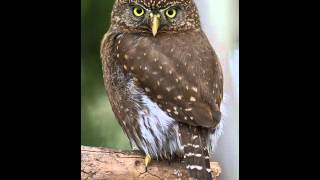 33 Pygmy Owl Ferruginous Female primary advertising song [upl. by Frasquito]