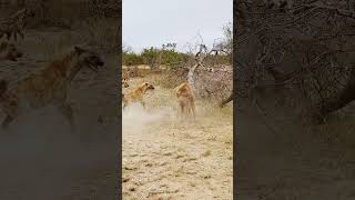 Dramatic Rescue by Hyenas after a Lion Catches one [upl. by Arrait962]