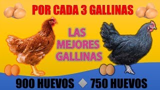 Las 5 Mejores GALLINAS PONEDORAS más RENTABLES que EXISTEN [upl. by Kato]