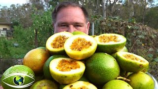 5 Tips How To Grow a Ton of Passionfruit From ONE Passion Fruit [upl. by Gerald]