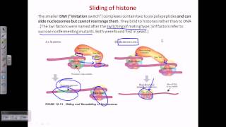 ATP dependent chromatin remodelling [upl. by Akaenahs]