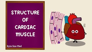 Structure of Cardiac Muscle  Cardiac Muscle Tissue  Cardiac Physiology [upl. by Schnapp676]