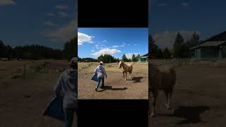 MOUNTING MADE EASY🏇shorts horse horseriding horsetraining [upl. by Anividul]