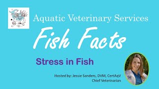 Fish Facts  Stress in Fish [upl. by Blane]